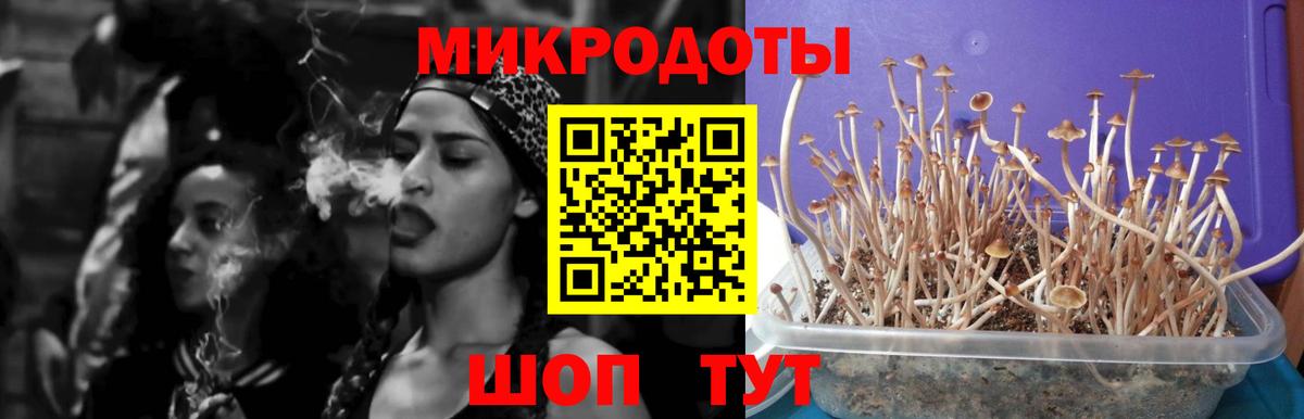 Галлюциногенные грибы Cubensis Выборг